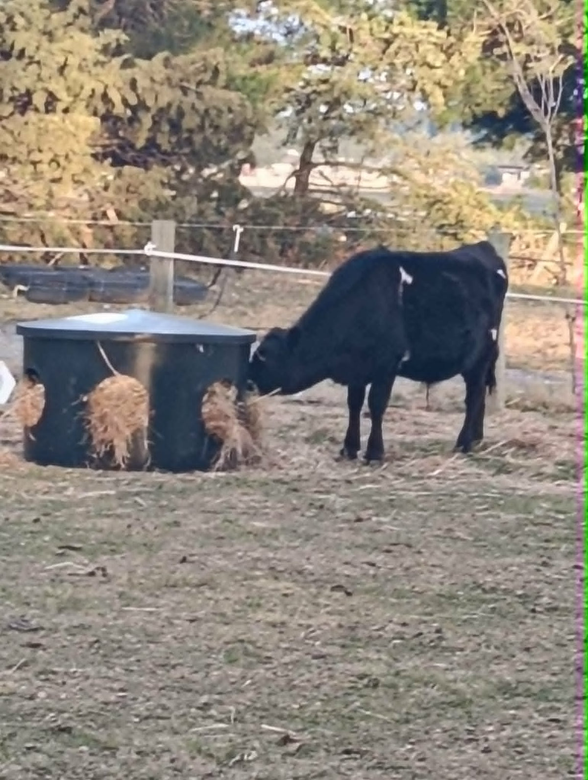 The hay not just for horses