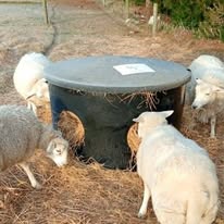 Sheep loving the dry hay on a frosty morning