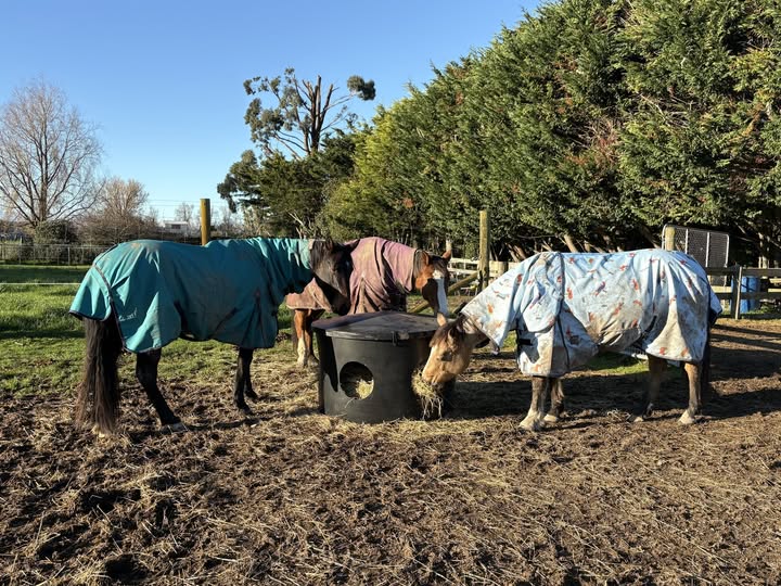 Horses in Palmerston North on their track system