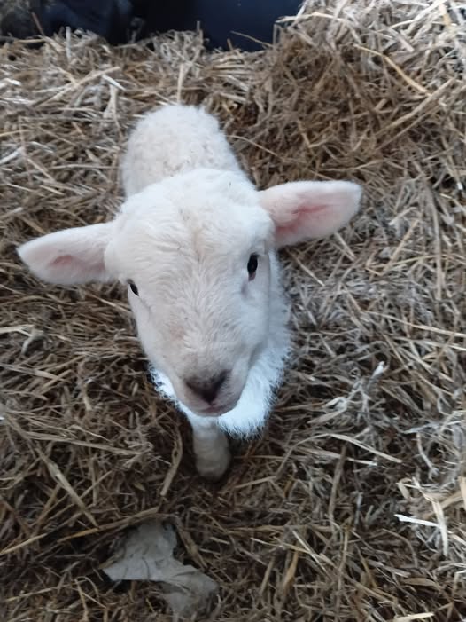 The hay bar gave this little orphan lamb a home when we popped straw in it and wrapped it with shade cloth!
